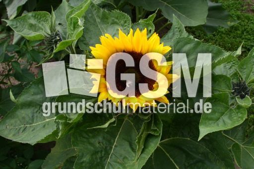 Sonnenblume_0090.jpg